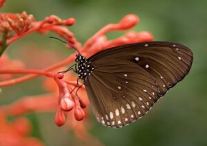 butterfly-gallery